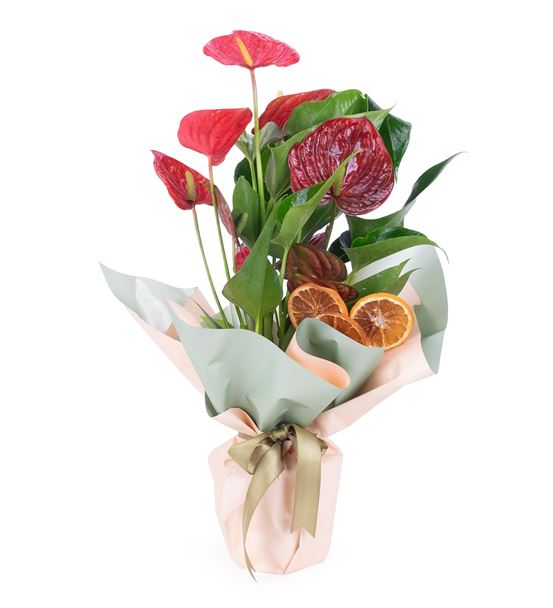 red-anthurium-saksi